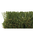 CESPED AUGUSTA 2025 38mm 2x25m